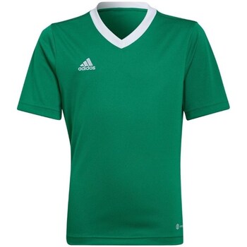 textil Dreng T-shirts m. korte ærmer adidas Originals Entrada 22 Grøn
